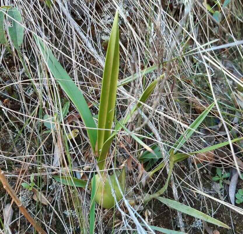 Earina floripecten — related species from the same genus