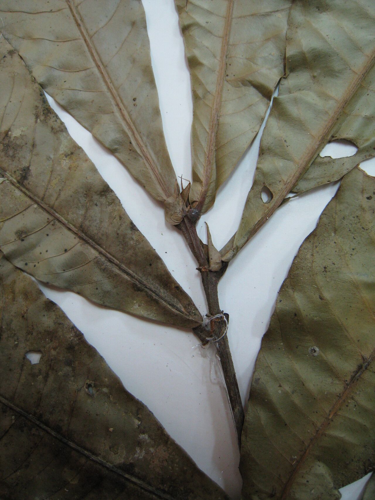 Quiina sessilis other