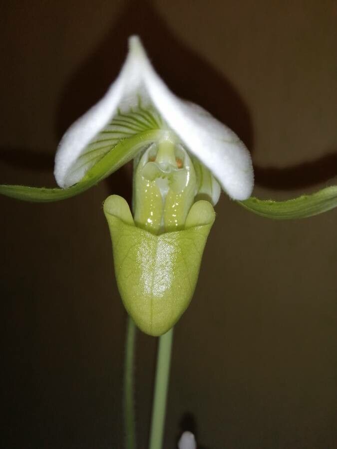 Paphiopedilum philippinense flower
