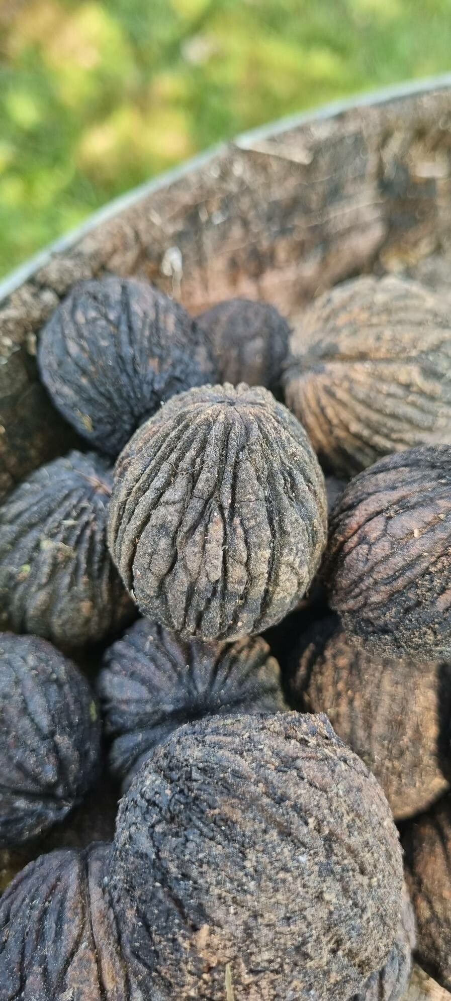Juglans × intermedia fruit