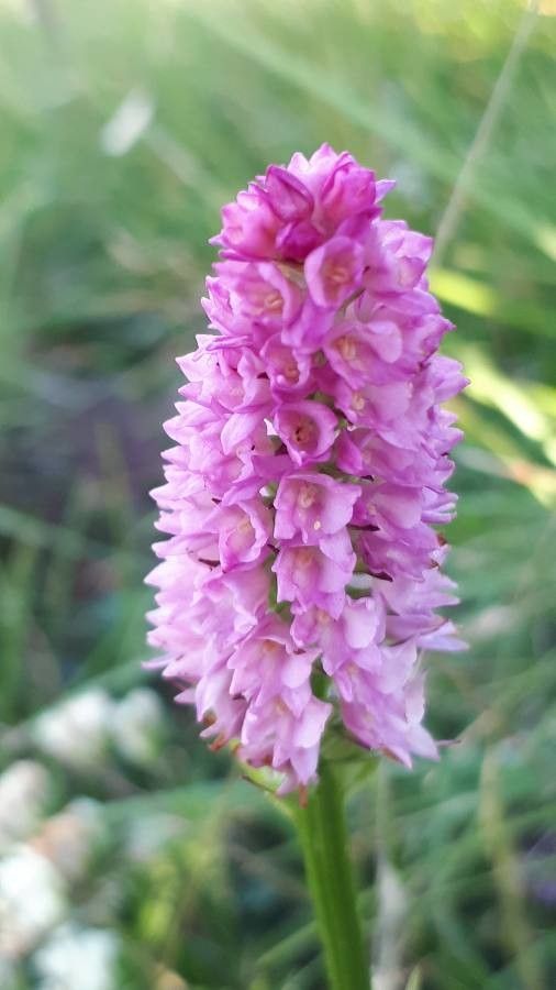 Gymnadenia × heufleri flower