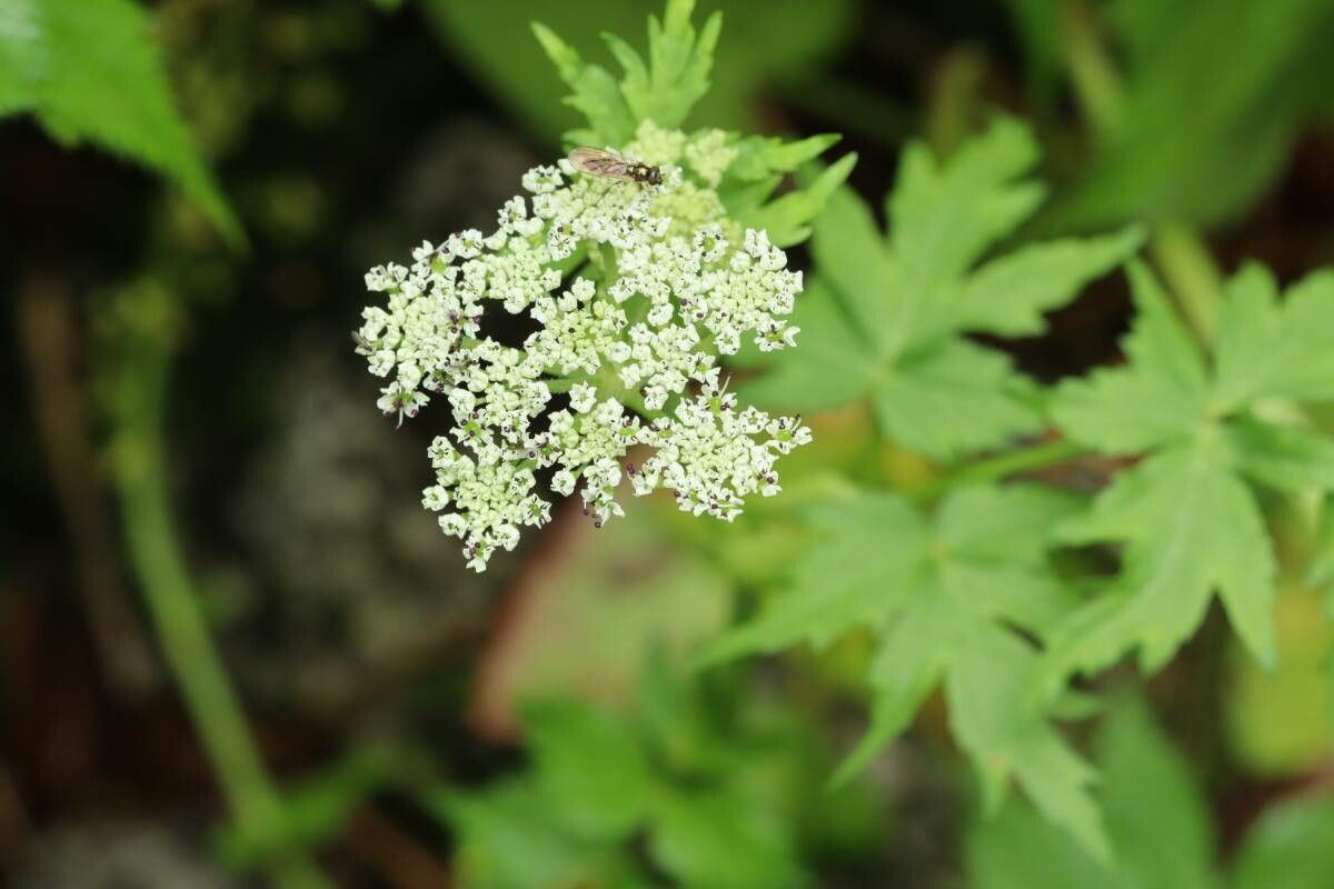 Peucedanum multivittatum flower