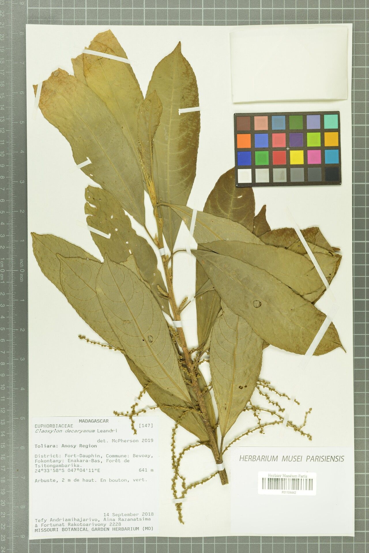 Claoxylon decaryanum — related species from the same genus