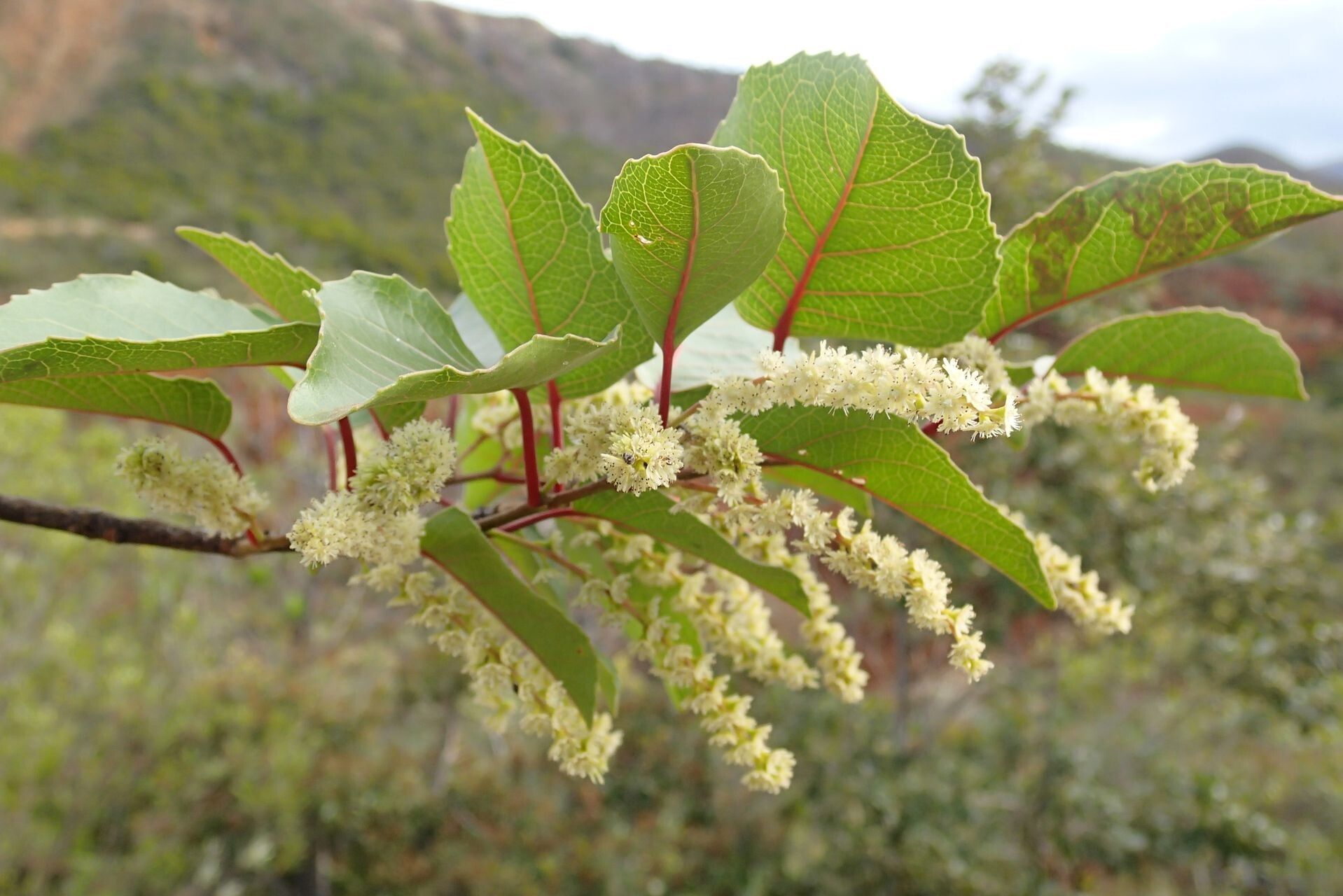 Homalium austrocaledonicum flower
