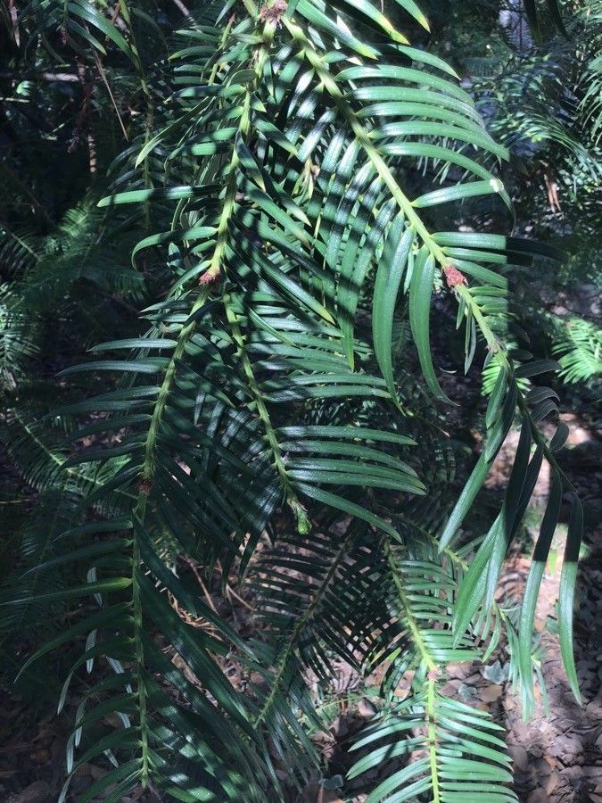 Cephalotaxus fortunei — related species from the same genus
