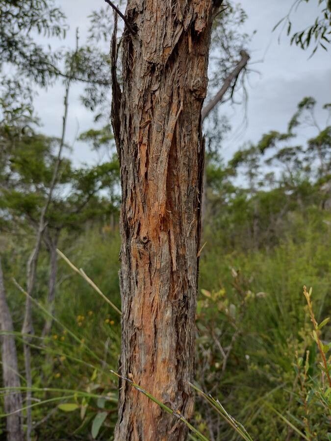 Eucalyptus camfieldii bark