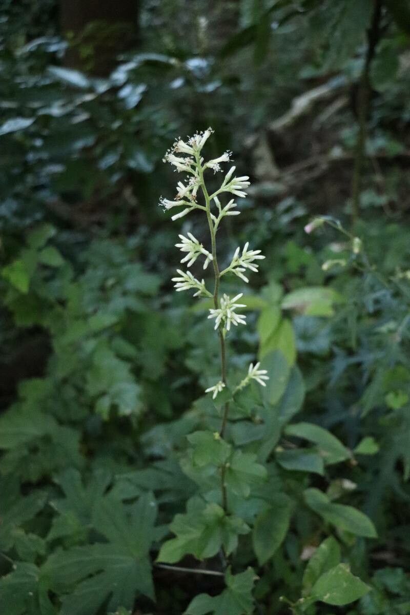 Japonicalia delphiniifolia — houseplant care guide