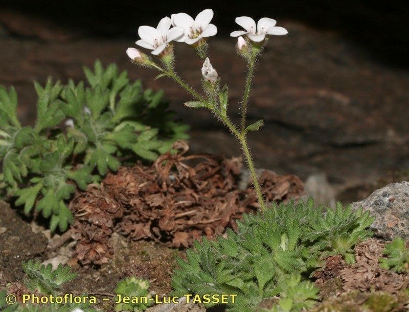 Saxifraga nevadensis habit