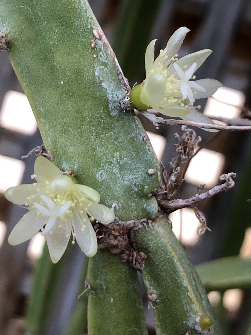 Selenicereus spinulosus flower