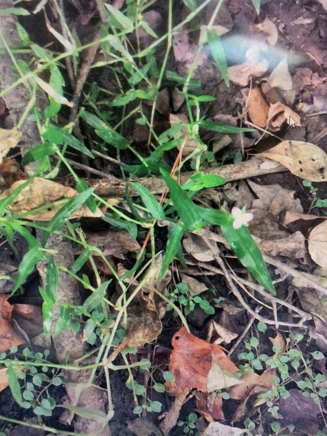 Murdannia keisak habit