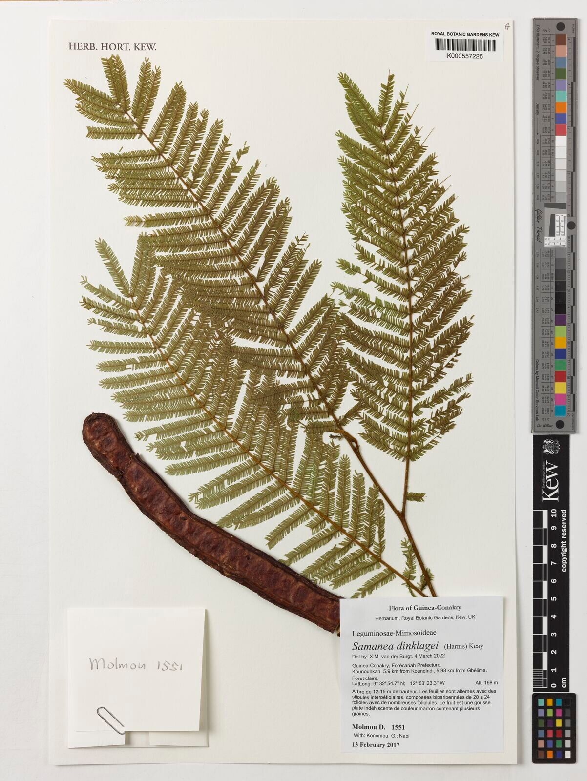 Albizia dinklagei — houseplant care guide