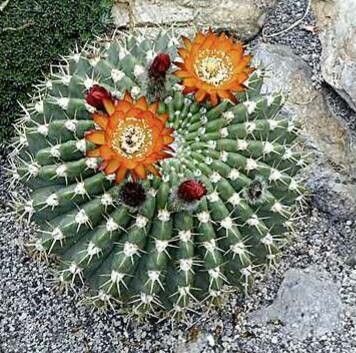 Soehrensia bruchii flower