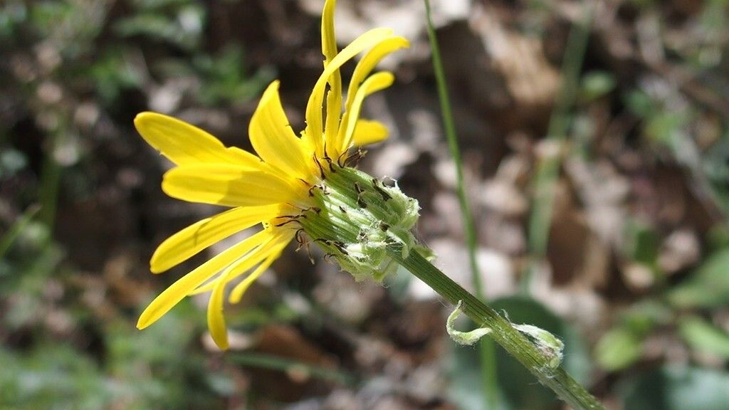 Senecio provincialis flower