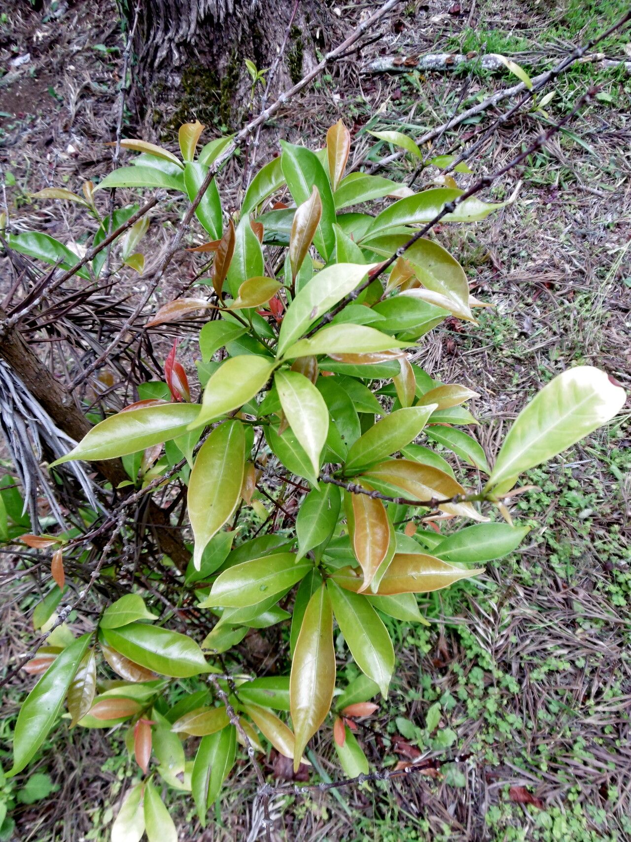 Coffea mayombensis — search result for 'Coffea'