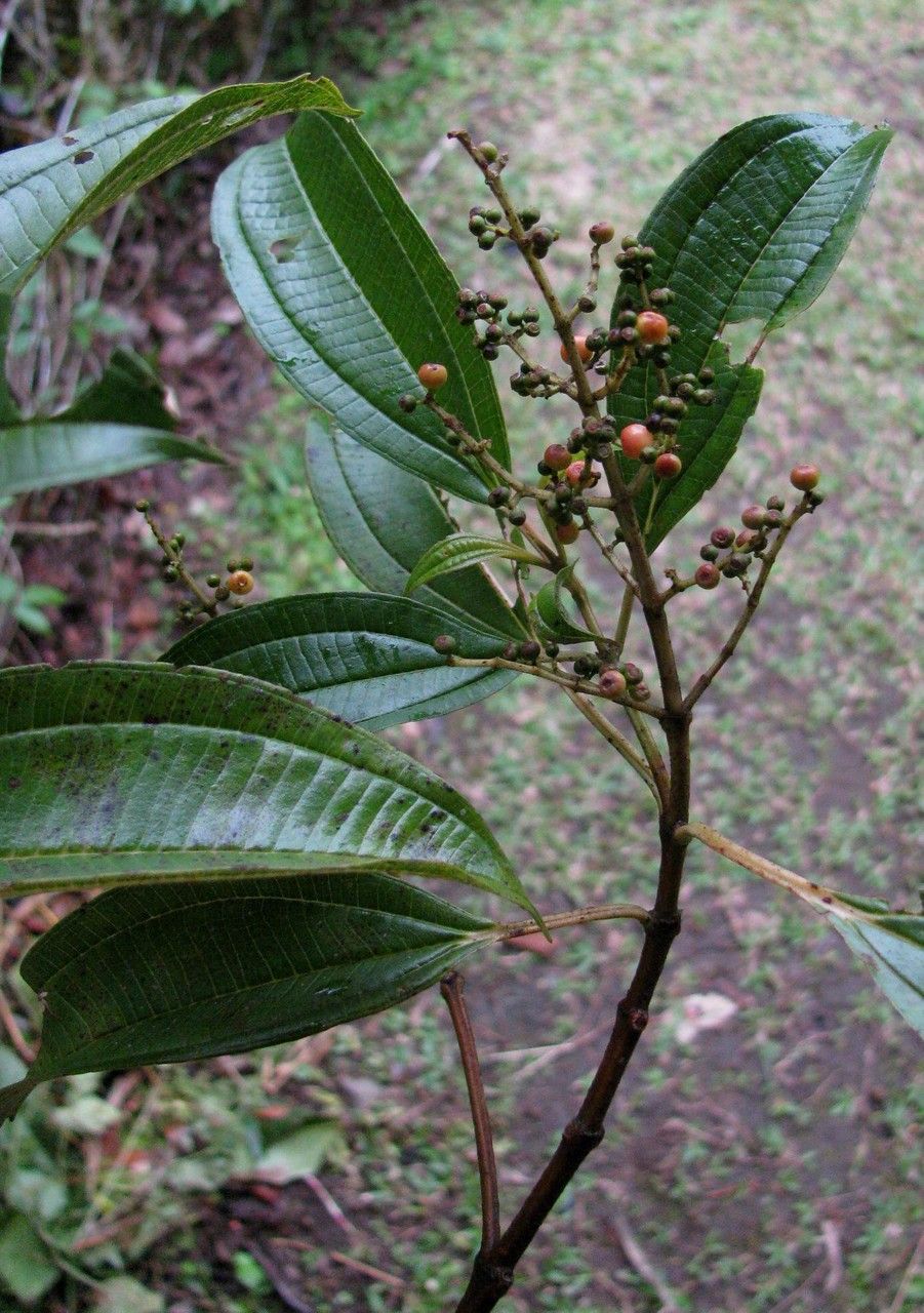 Miconia theaezans habit