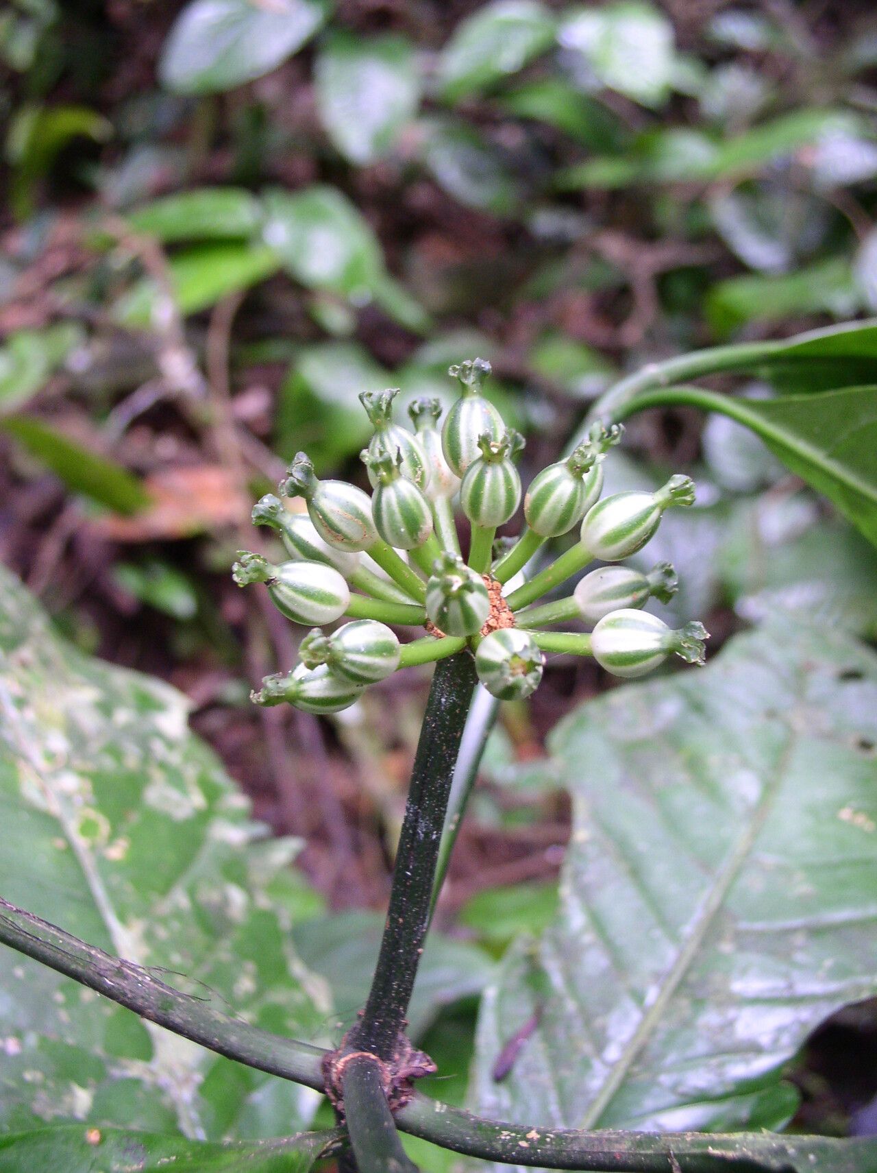 Psychotria sonkeana fruit