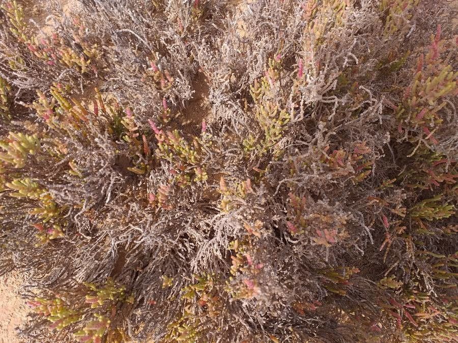 Arthrocnemum macrostachyum — houseplant care guide