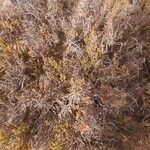 Arthrocnemum macrostachyum