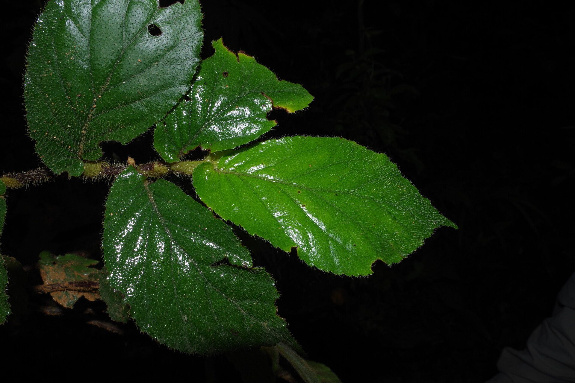 Begonia elatostemmoides — houseplant care guide