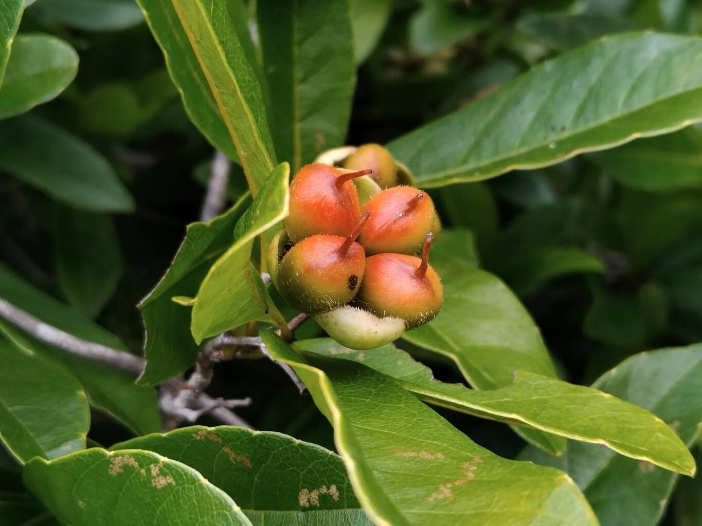 Tetracera rutenbergii fruit