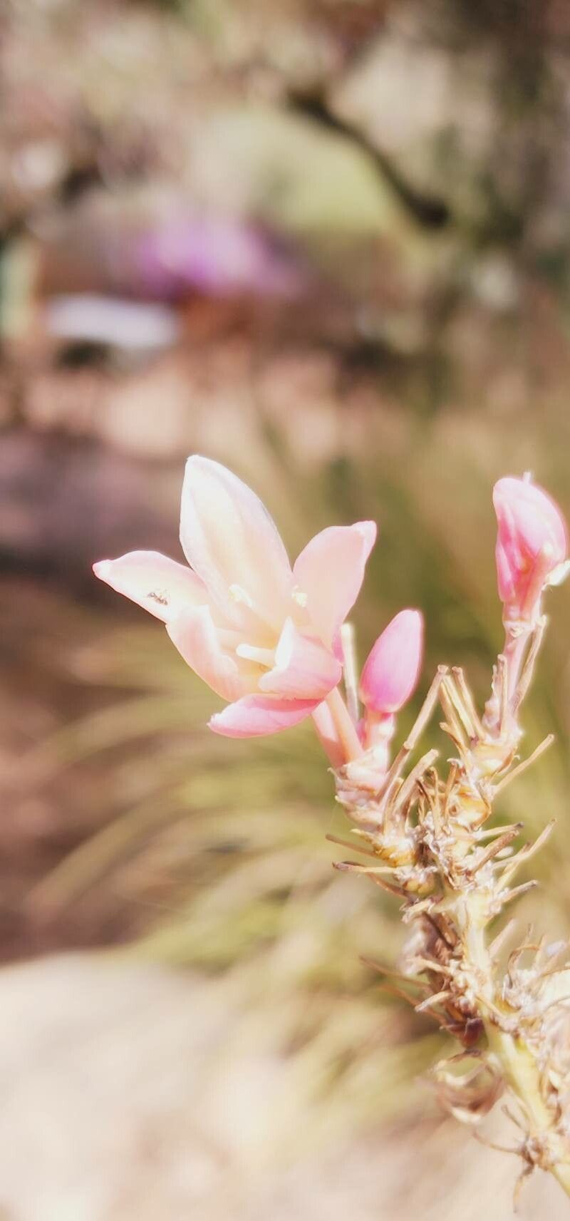 Hesperaloe parviflora flower