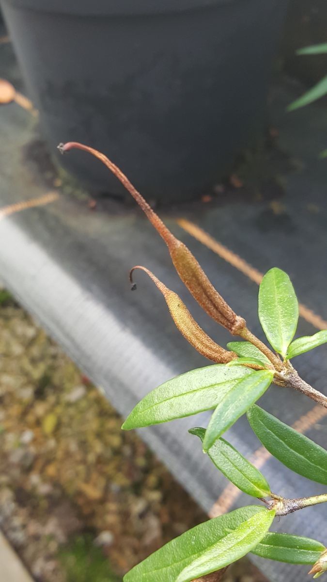 Rhododendron rarum fruit