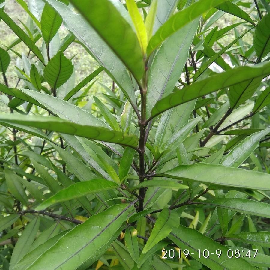 Justicia gendarussa bark