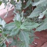 Verbesina encelioides