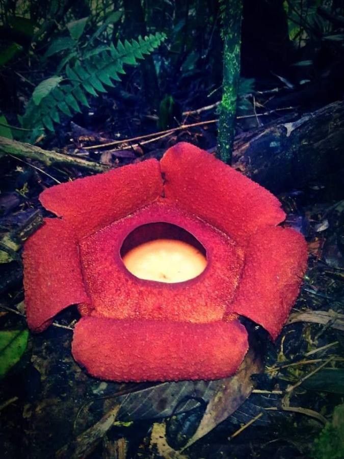 Rafflesia rochussenii — houseplant care guide