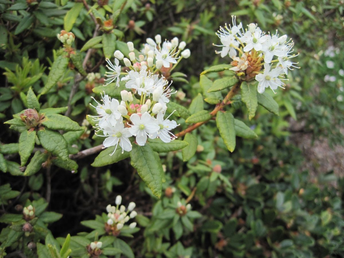 Rhododendron tolmachevii — houseplant care guide