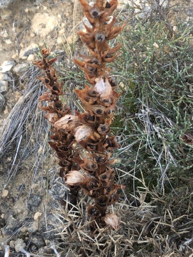 Orobanche rapum-genistae — houseplant care guide