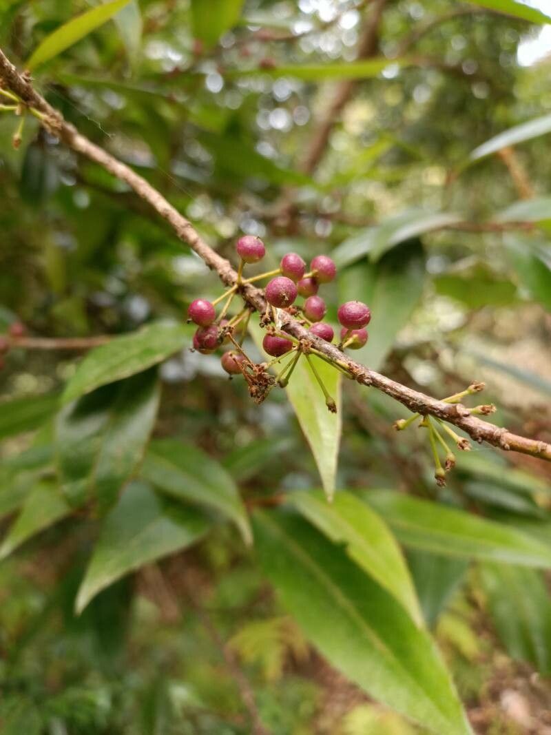 Myrsine semiserrata — houseplant care guide