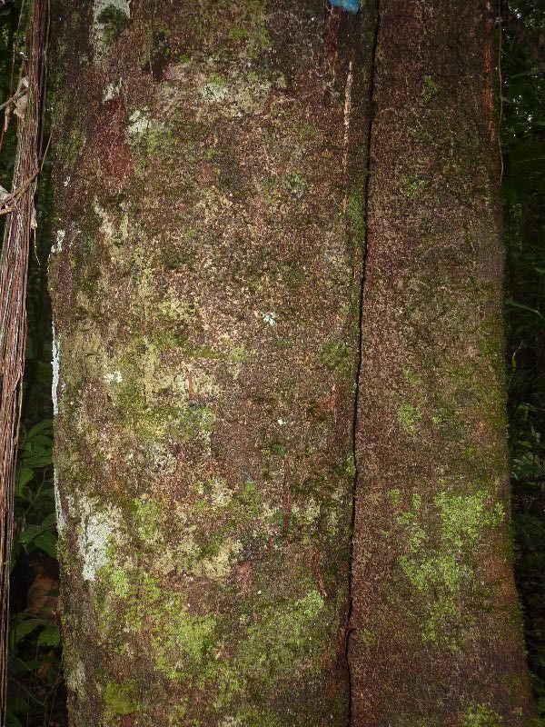 Talisia furfuracea bark