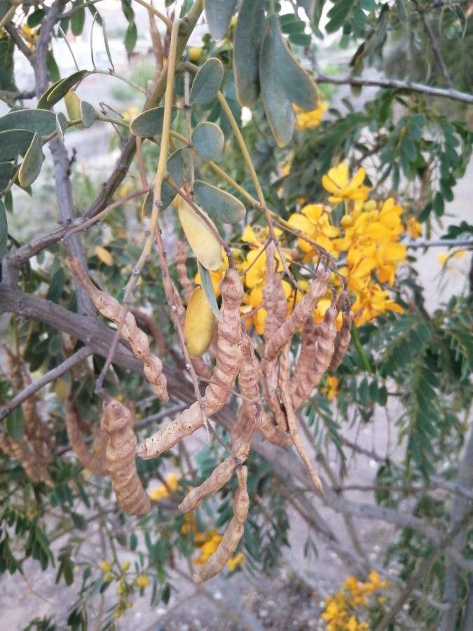 Senna multiglandulosa fruit