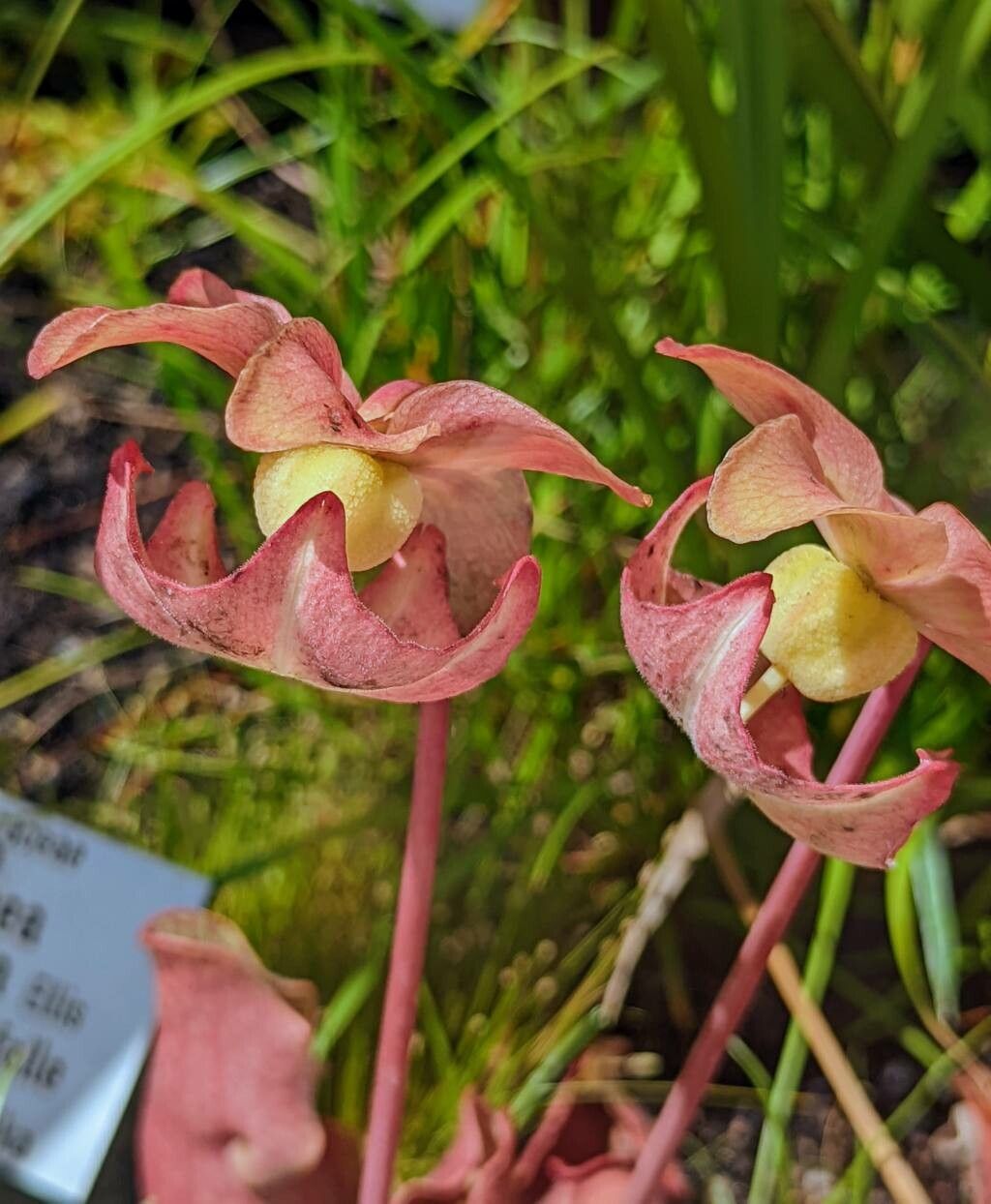 Sarracenia rosea flower