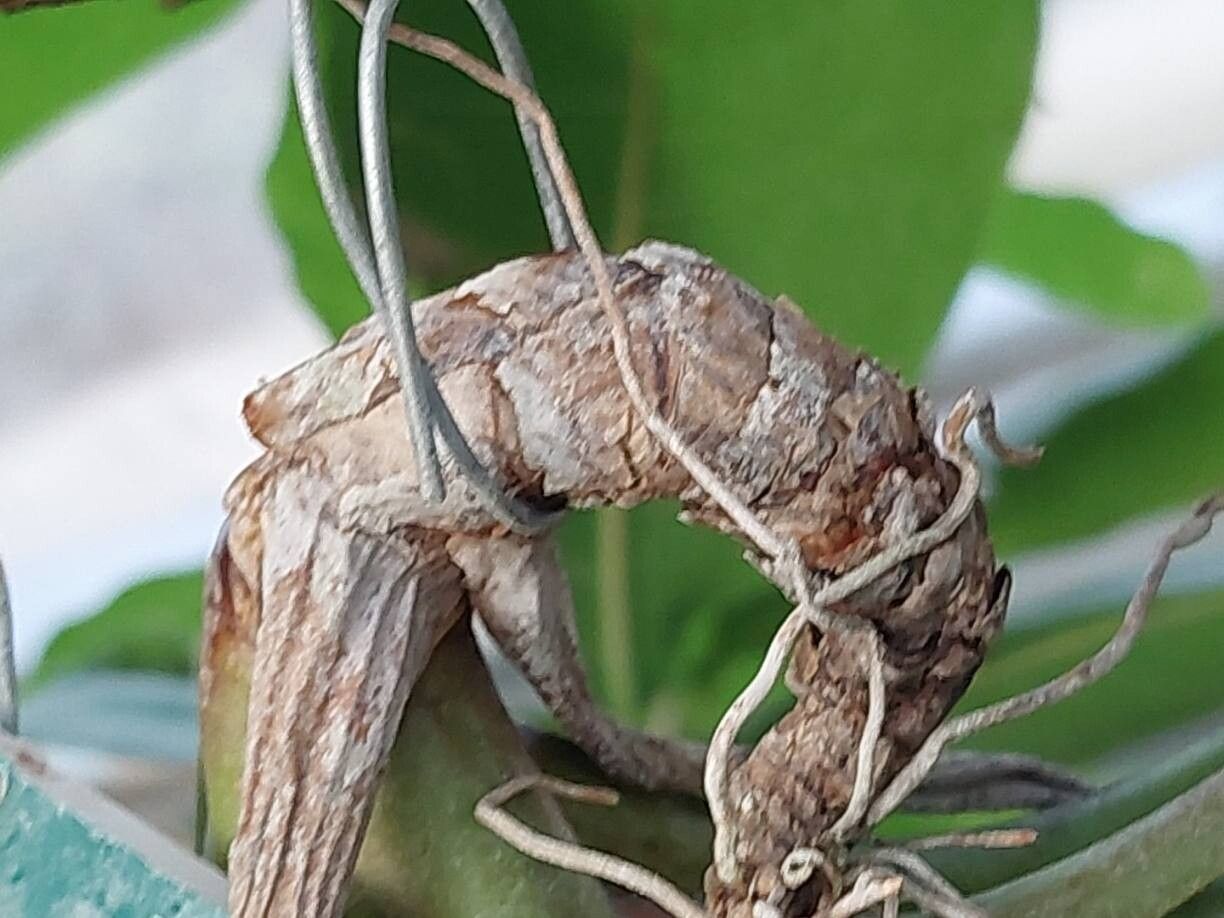 Tillandsia exserta bark