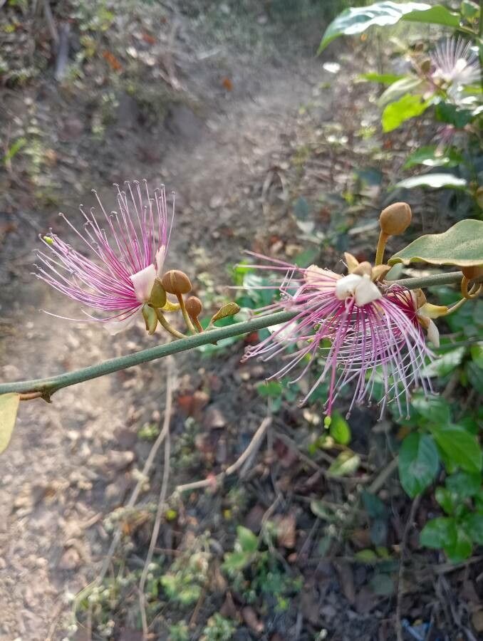 Capparis zeylanica flower
