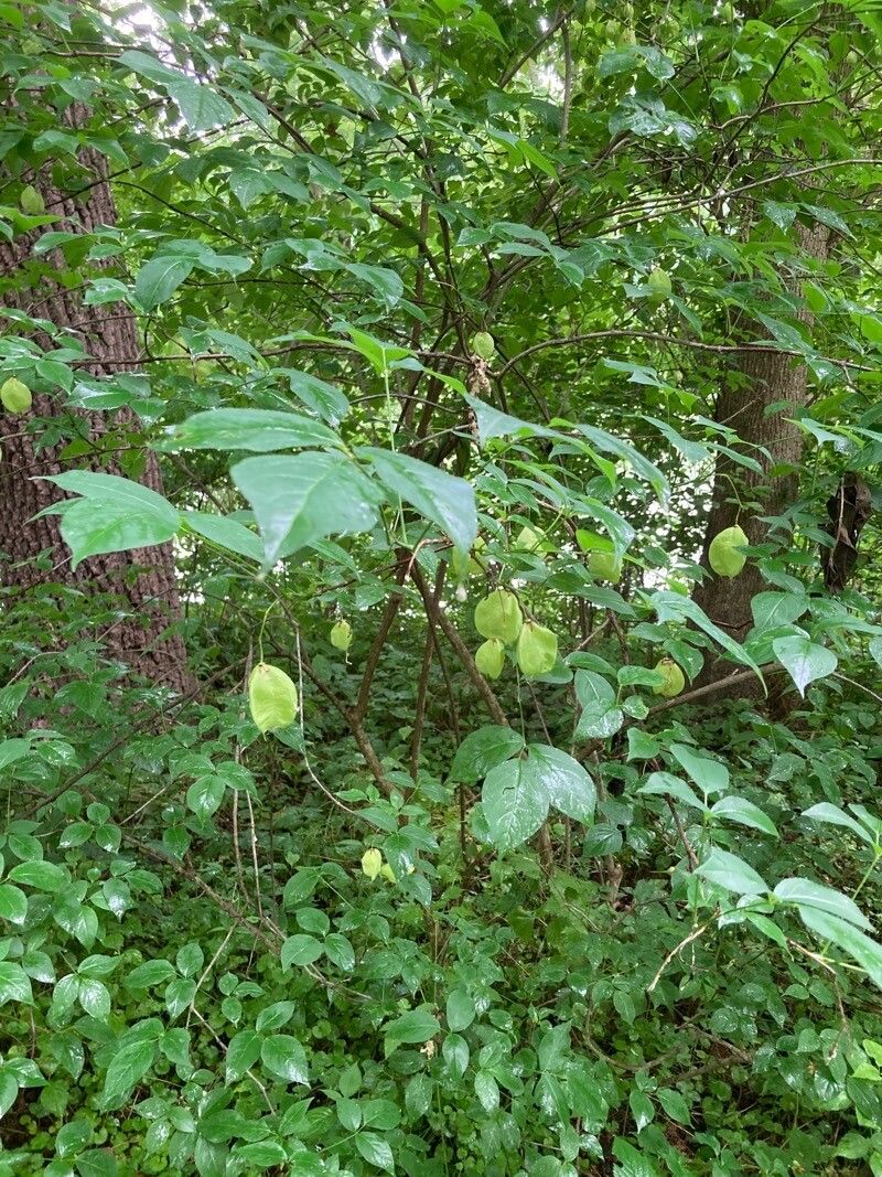 Staphylea trifolia fruit
