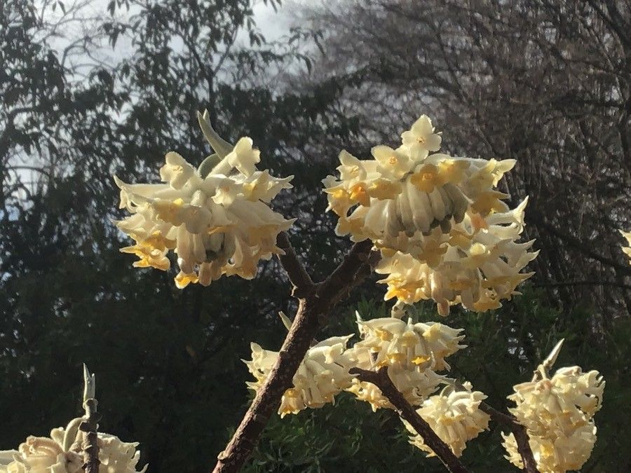 Edgeworthia tomentosa flower