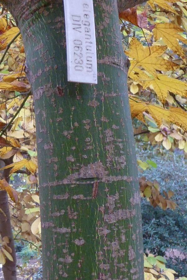 Acer elegantulum bark
