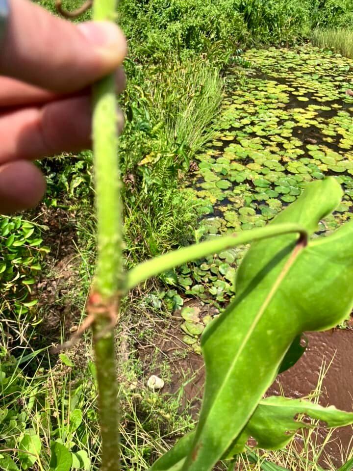 Philodendron muricatum bark