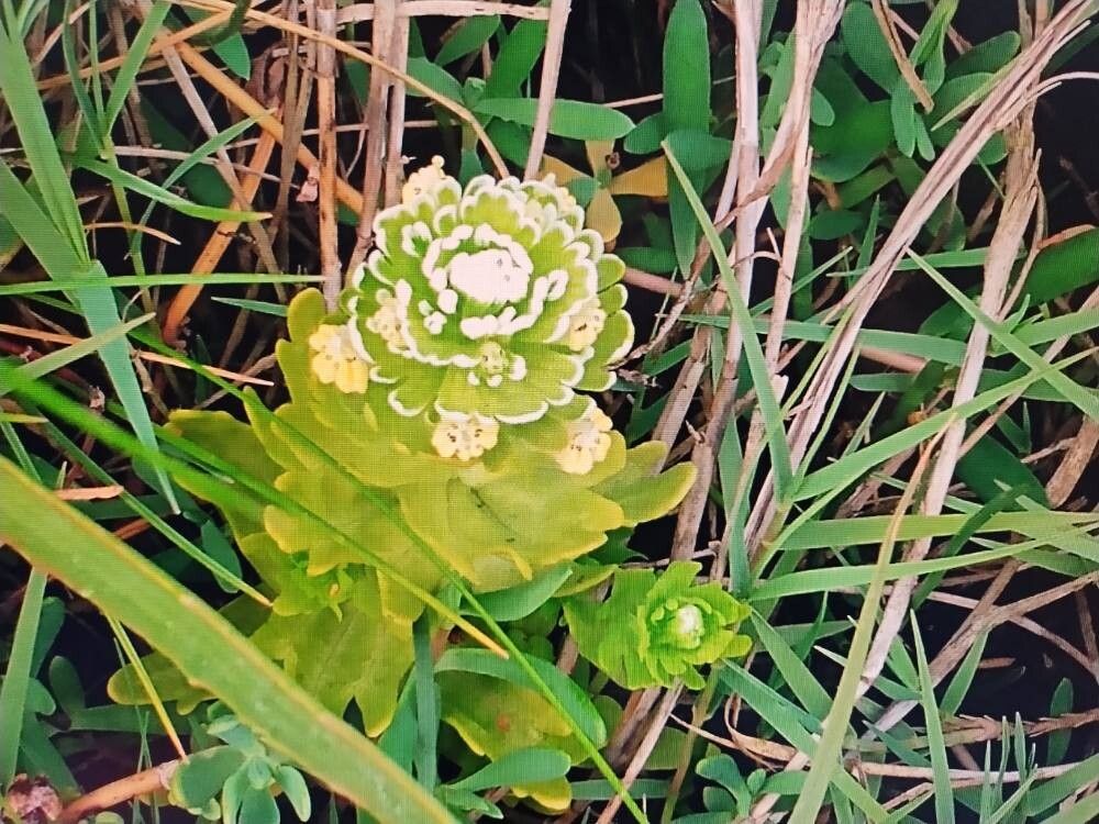 Castilleja ambigua — related species from the same genus