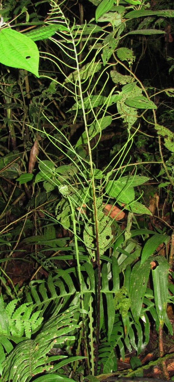 Blechnum divergens habit