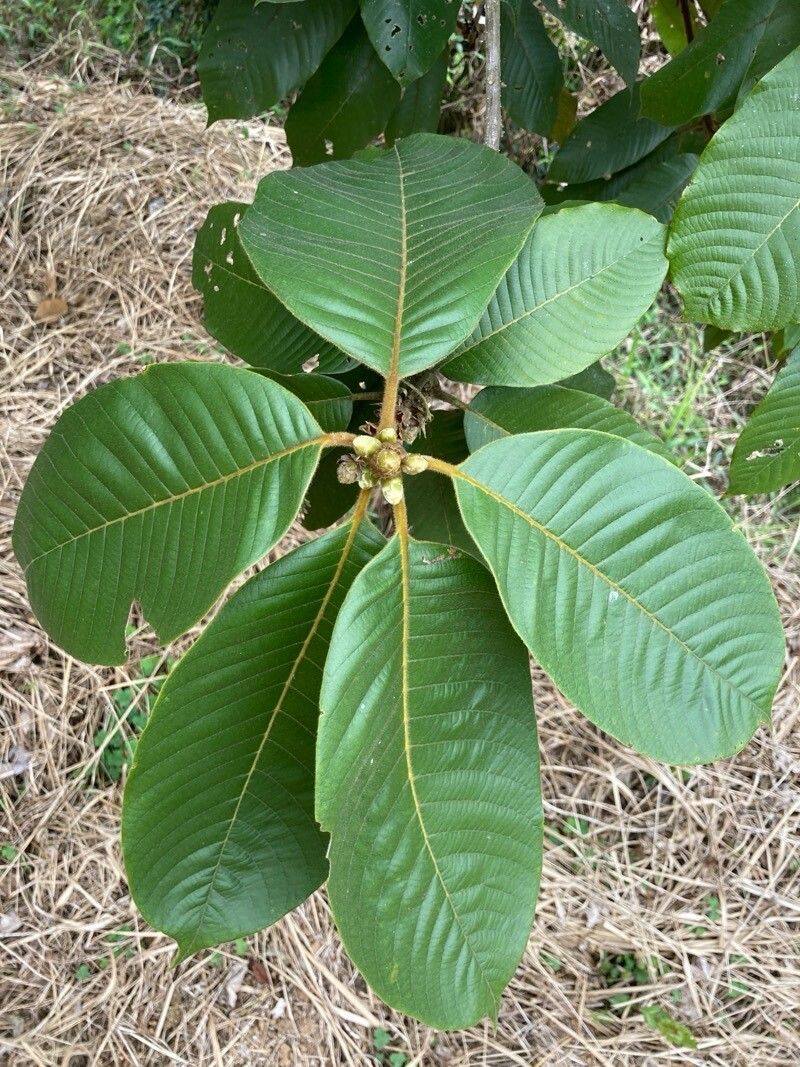 Lithocarpus pachylepis — search result for 'Lithocarpus'