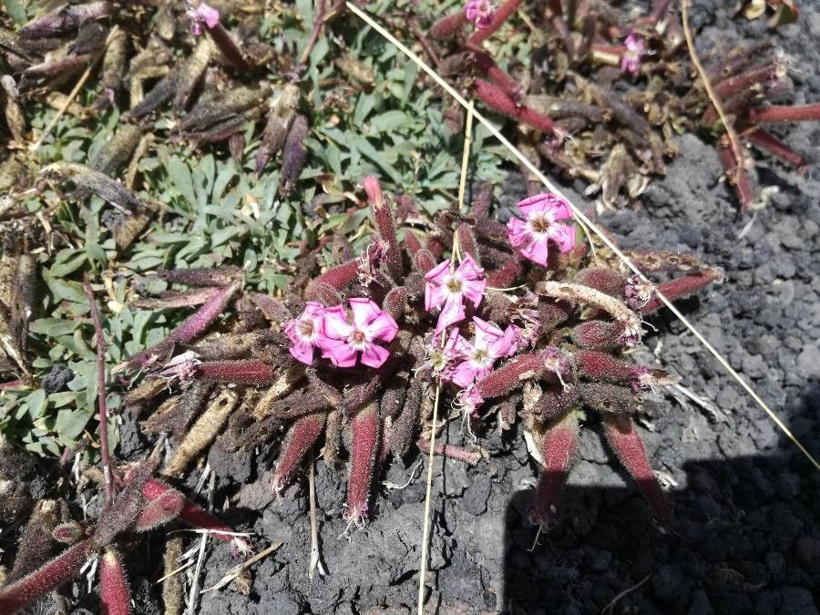 Silene littorea bark