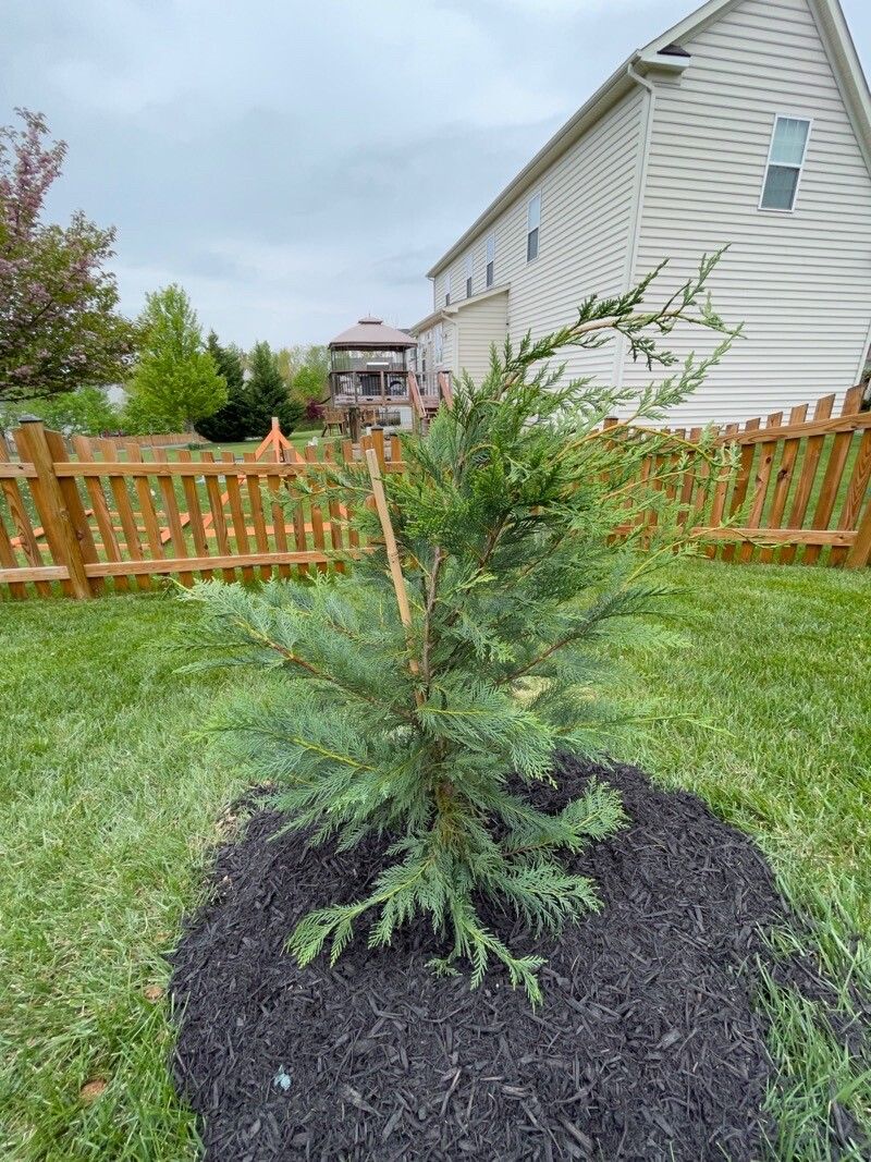 Cupressus x leylandii leaf
