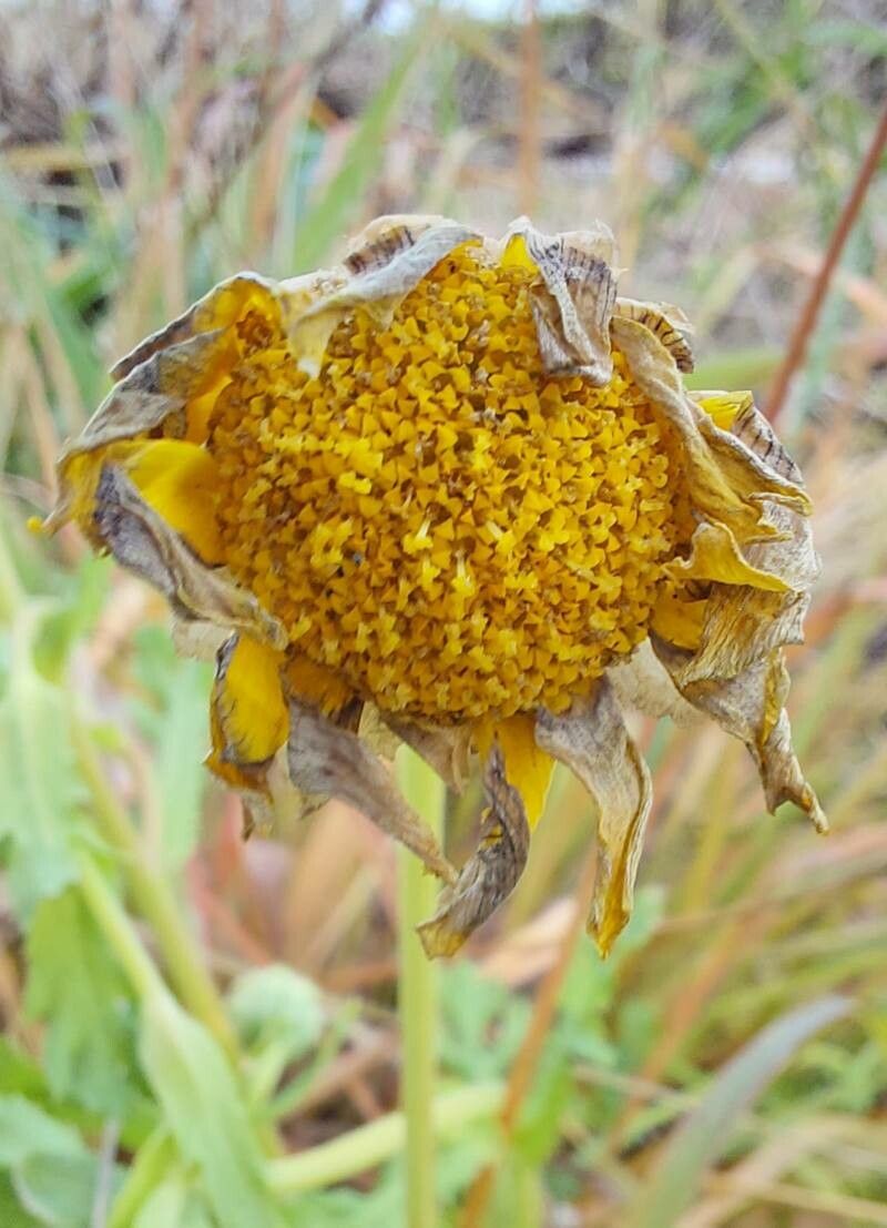 Chrysanthemum segetum fruit