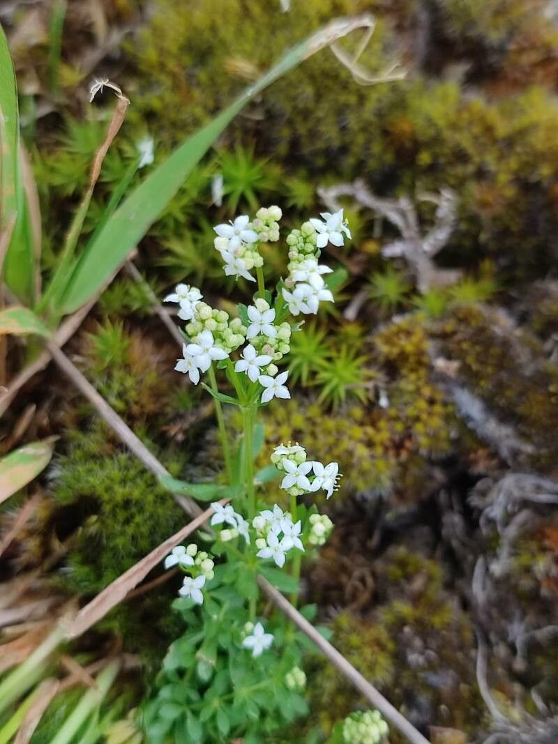 Galium saxatile flower