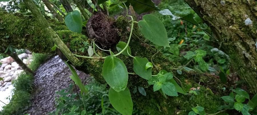 Peperomia vinasiana — search result for 'Peperomia'