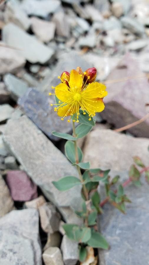 Hypericum scouleri flower